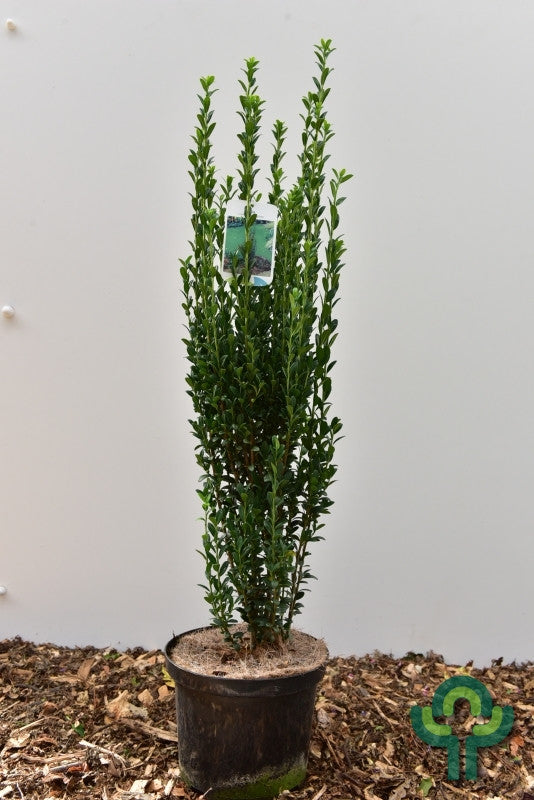 Ilex crenata 'Fastigiata'