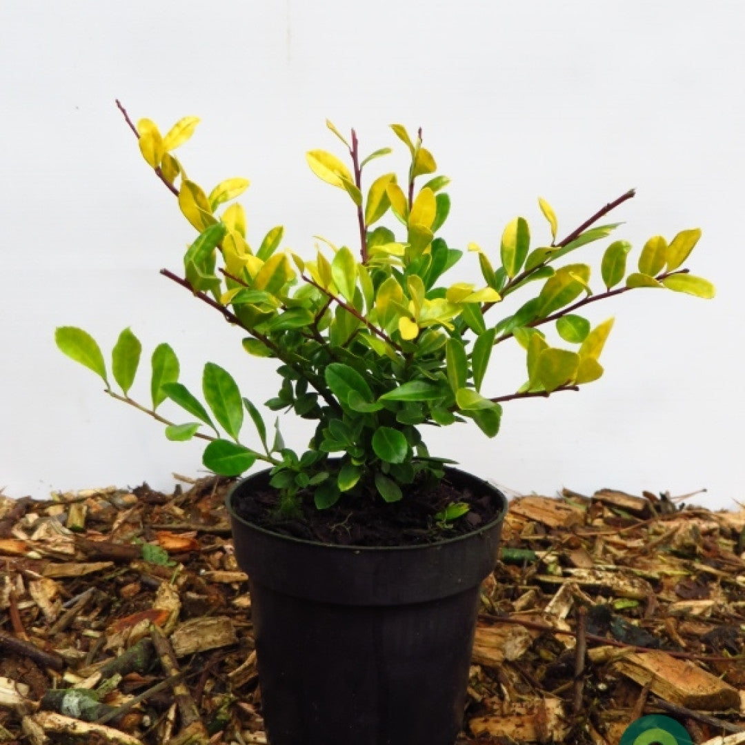 Ilex crenata 'Golden Gem'