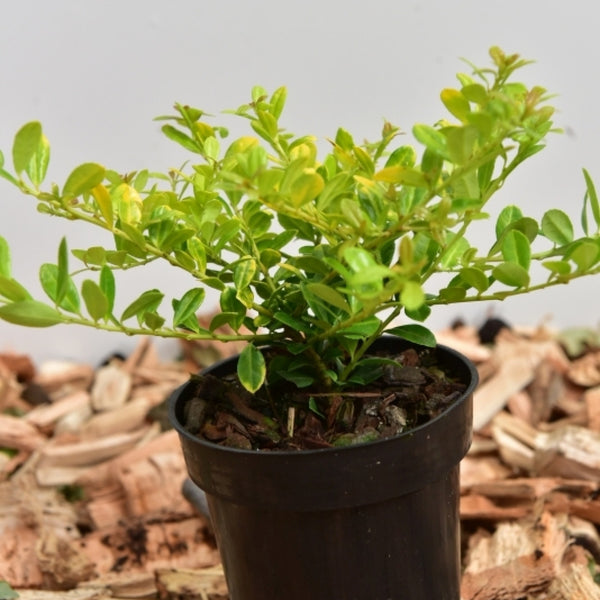 Ilex crenata 'Golden Gem'
