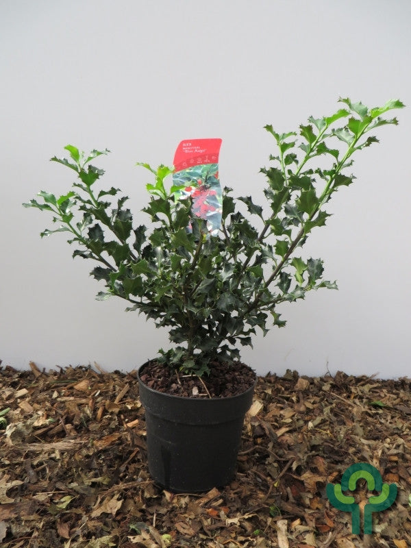 Ilex meserveae 'Blue Angel'