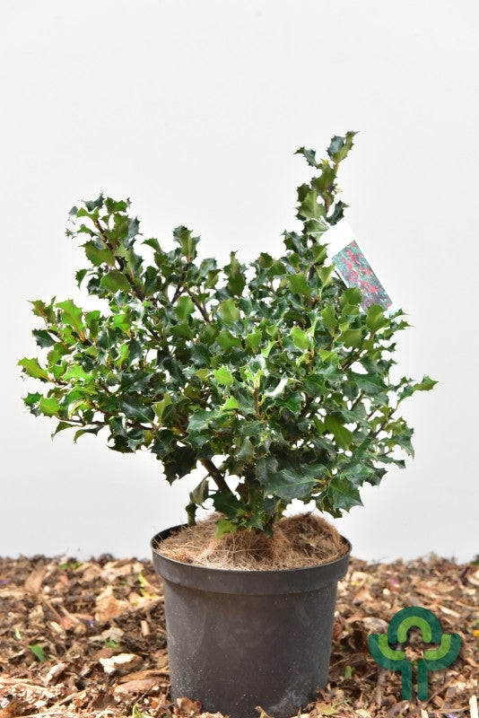 Ilex meserveae 'Blue Angel'