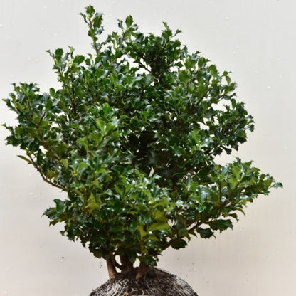 Ilex meserveae 'Blue Angel'
