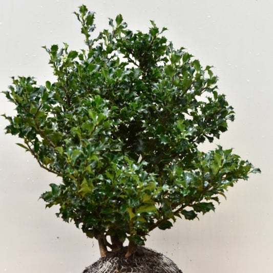 Ilex meserveae 'Blue Angel'