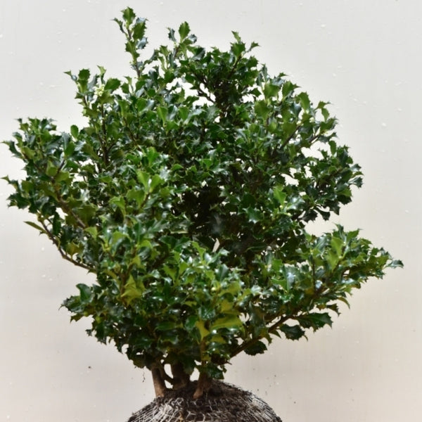 Ilex meserveae 'Blue Angel'