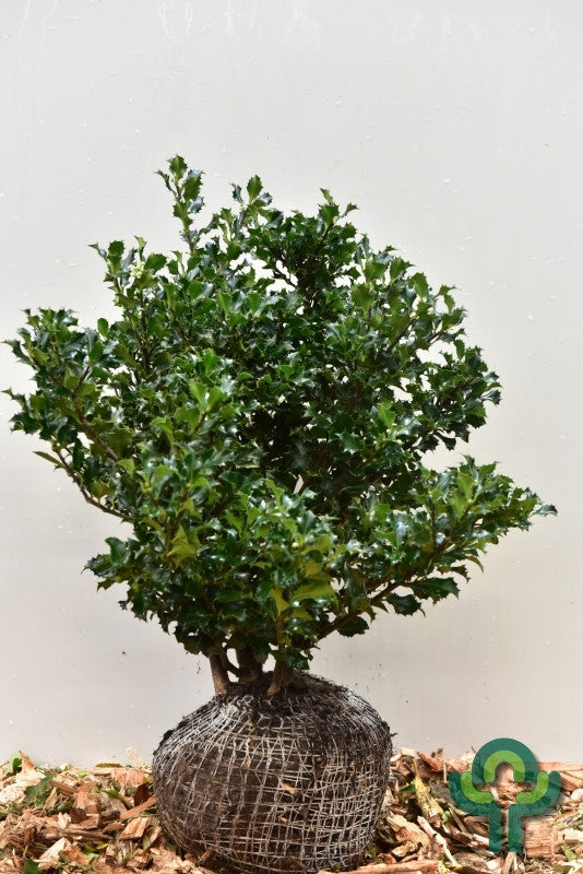 Ilex meserveae 'Blue Angel'