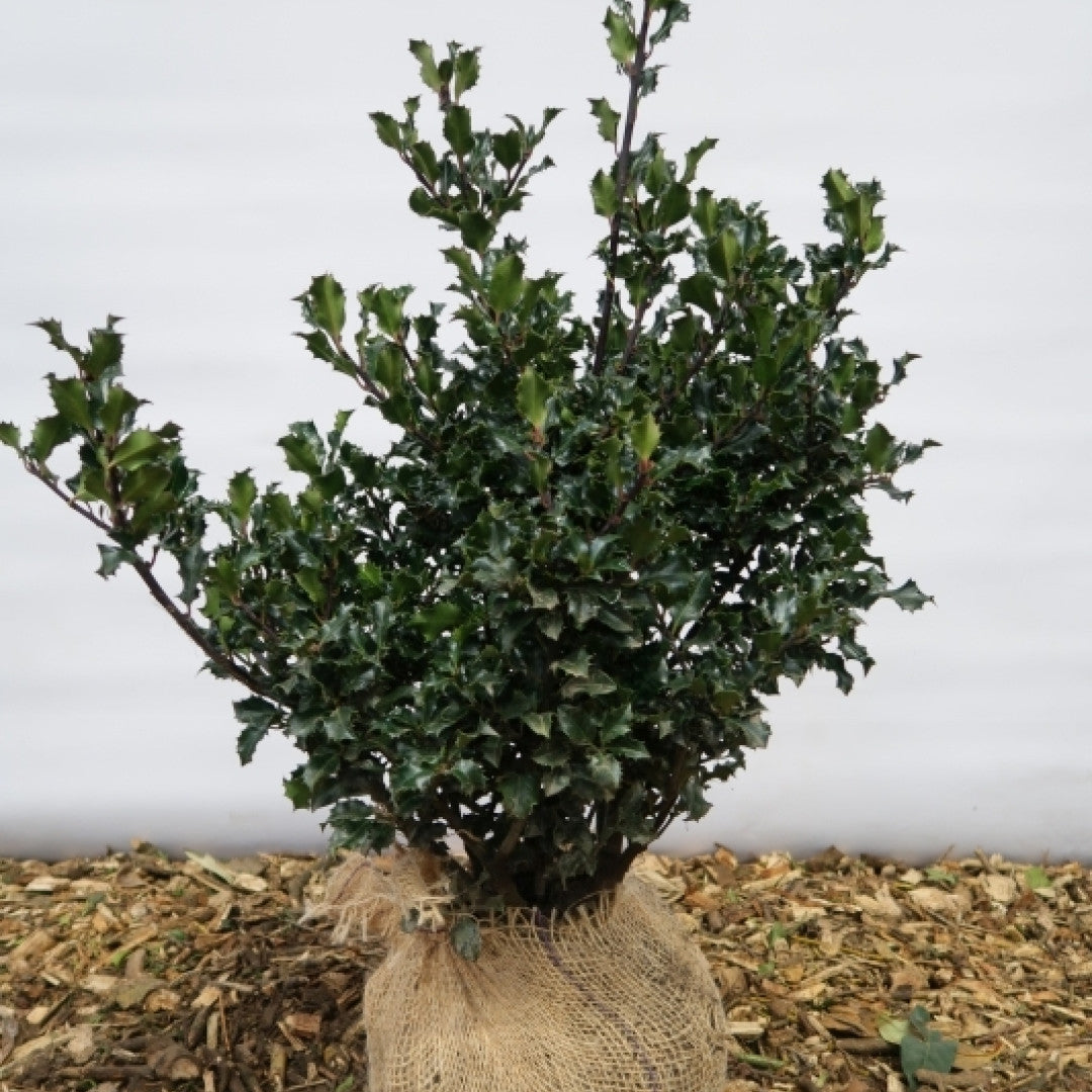 Ilex meserveae 'Blue Angel'