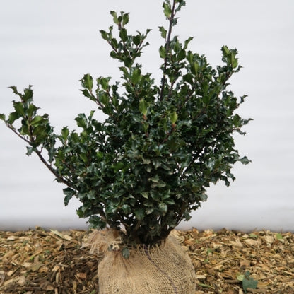 Ilex meserveae 'Blue Angel'