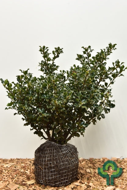 Ilex meserveae 'Blue Angel'