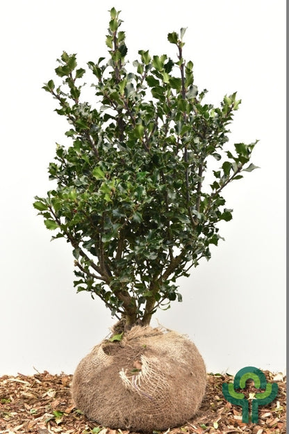 Ilex meserveae 'Blue Angel'