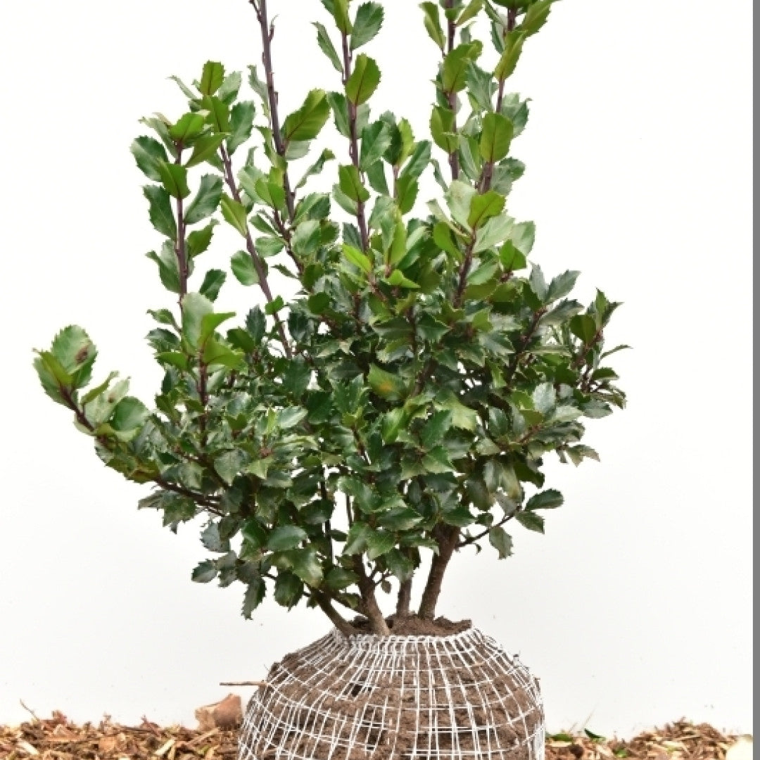 Ilex meserveae 'Blue Princess'