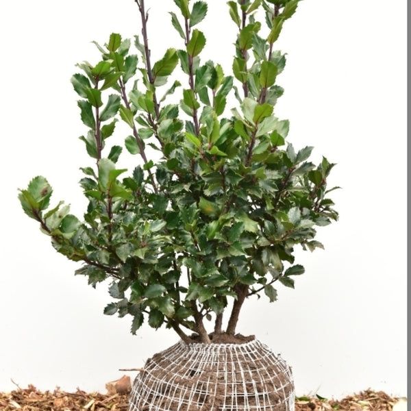 Ilex meserveae 'Blue Princess'