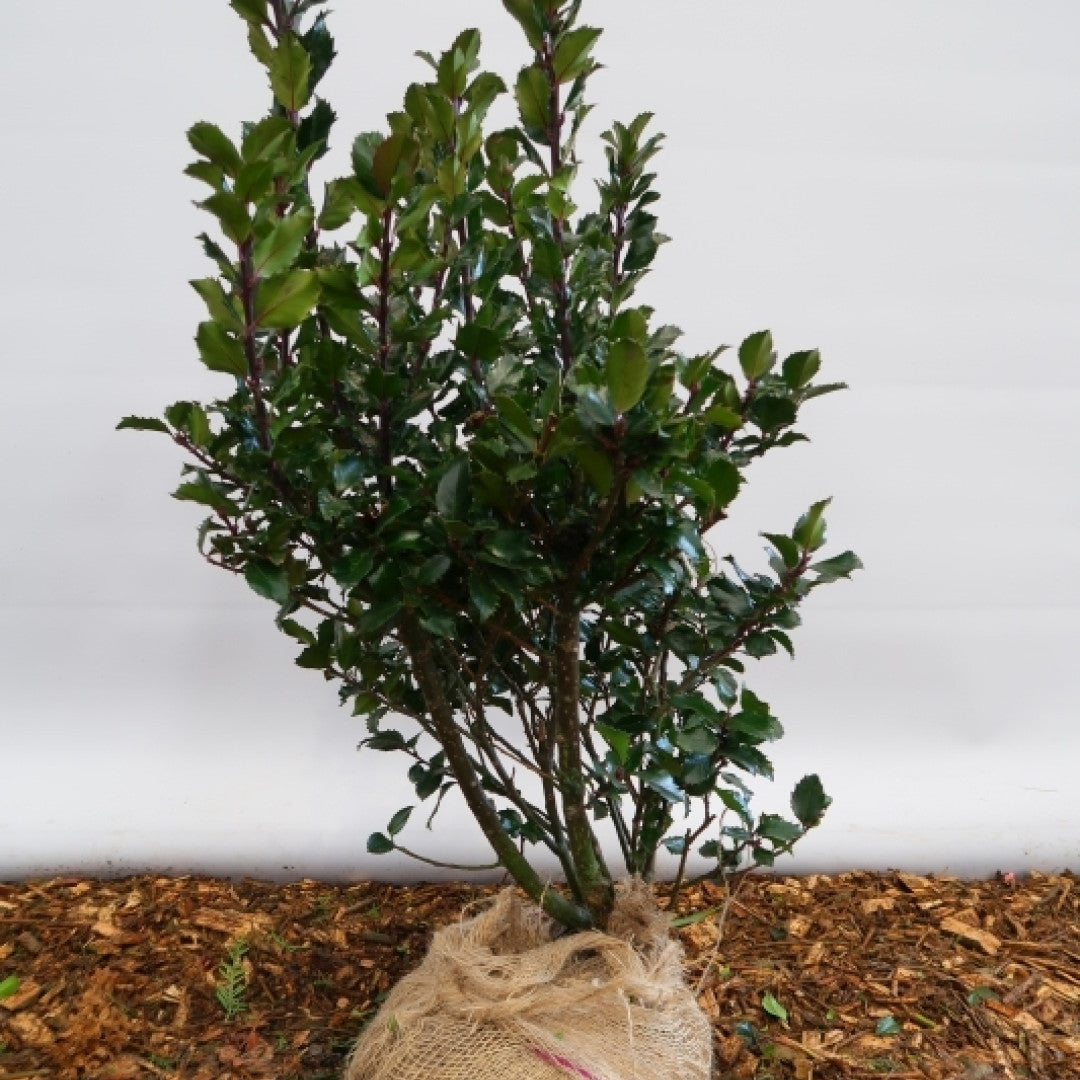 Ilex meserveae 'Blue Princess'