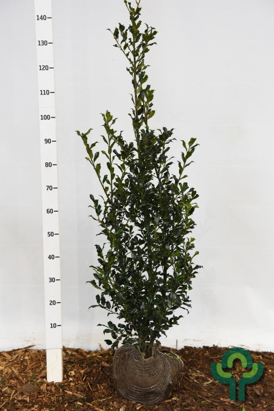 Ilex meserveae Golden Girl