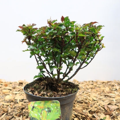 Ilex meserveae 'Little Rascal'