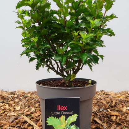 Ilex meserveae 'Little Rascal'