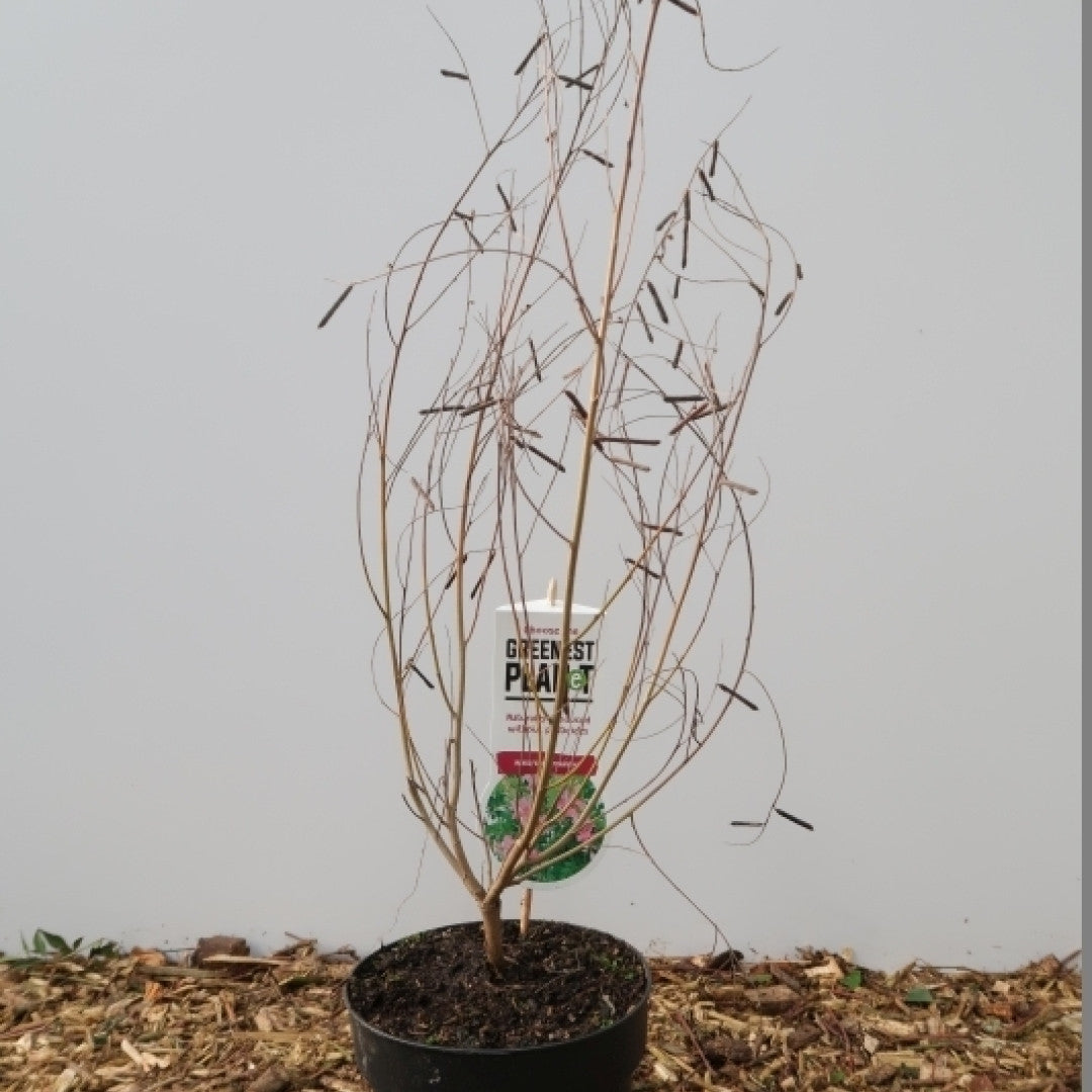 Indigofera heterantha