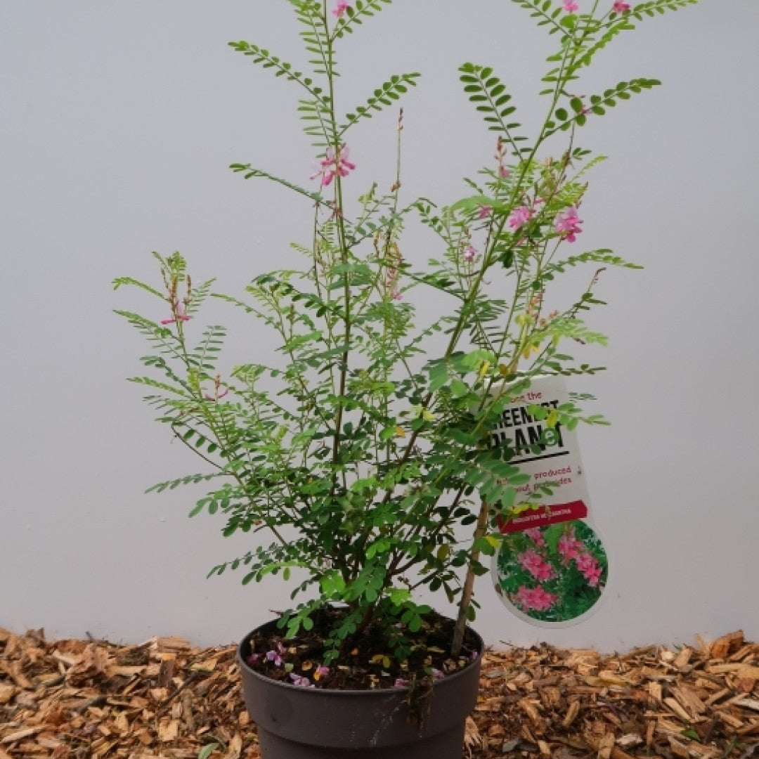Indigofera heterantha