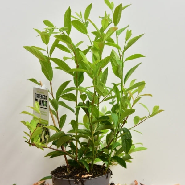 Itea virginica 'Henry's Garnet'