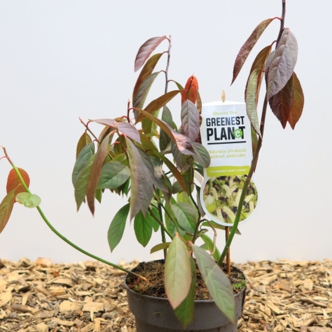 Itea virginica 'Henry's Garnet'