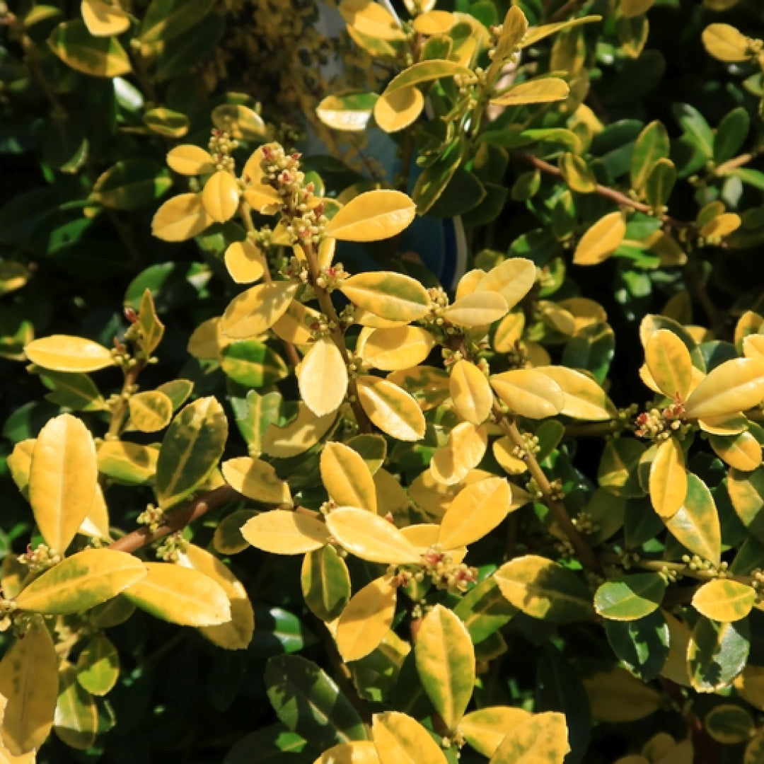 Ilex crenata 'Golden Gem'