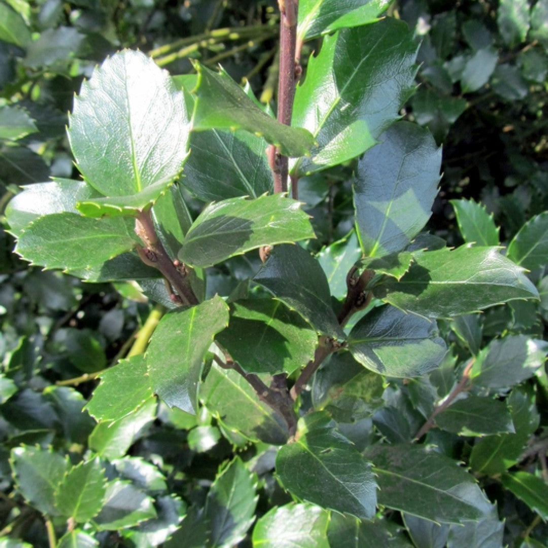 Ilex meserveae 'Blue Princess'