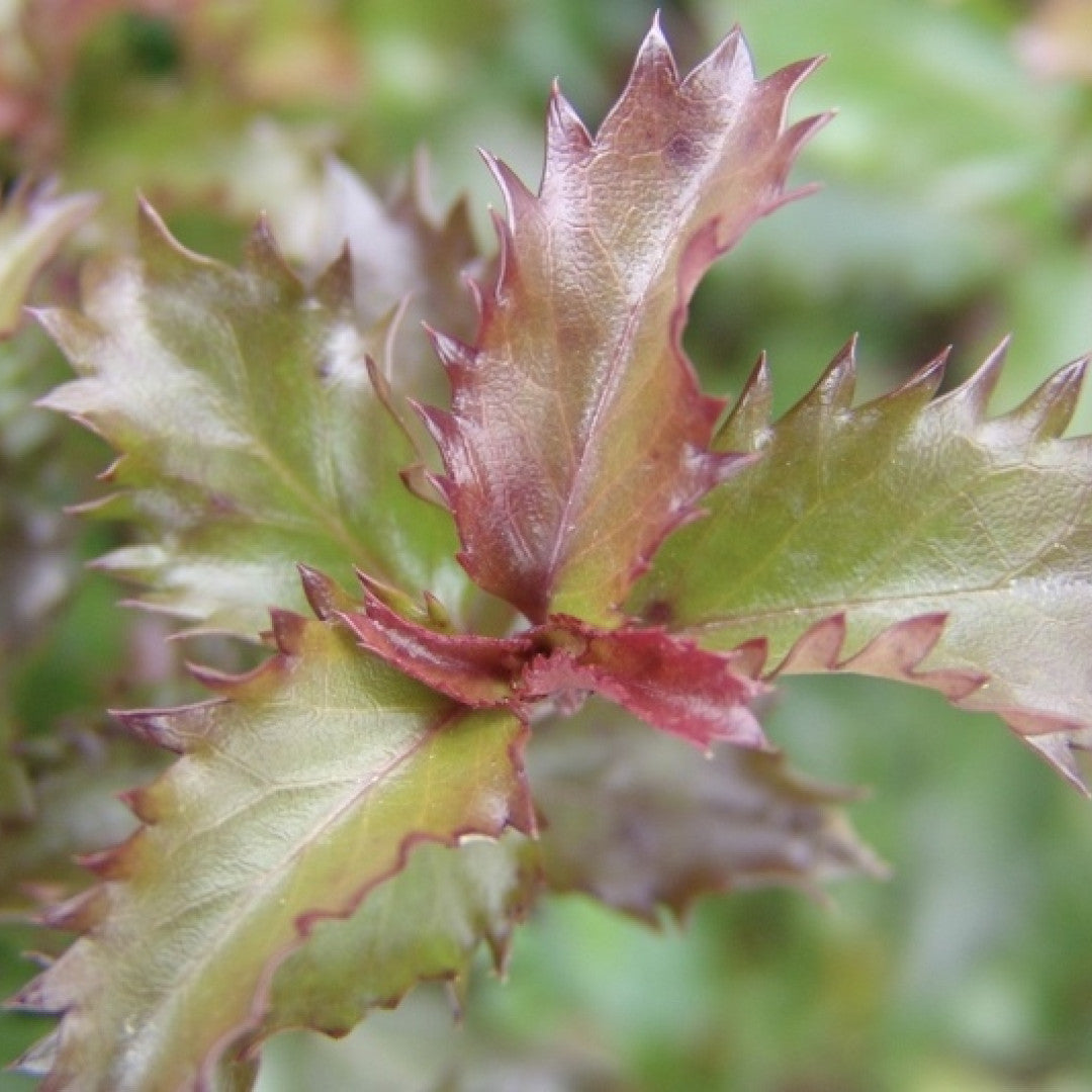 Ilex meserveae 'Little Rascal'