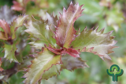 Ilex meserveae 'Little Rascal'