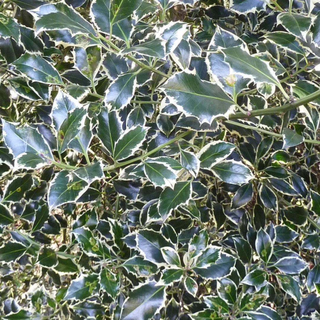 Ilex aquifolium 'Argentea Marginata'