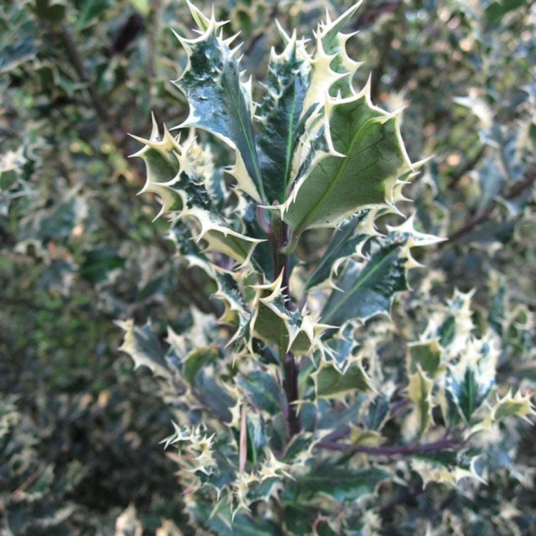 Ilex aquifolium 'Ferox Argentea'