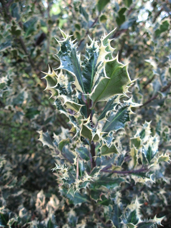 Ilex aquifolium 'Ferox Argentea'