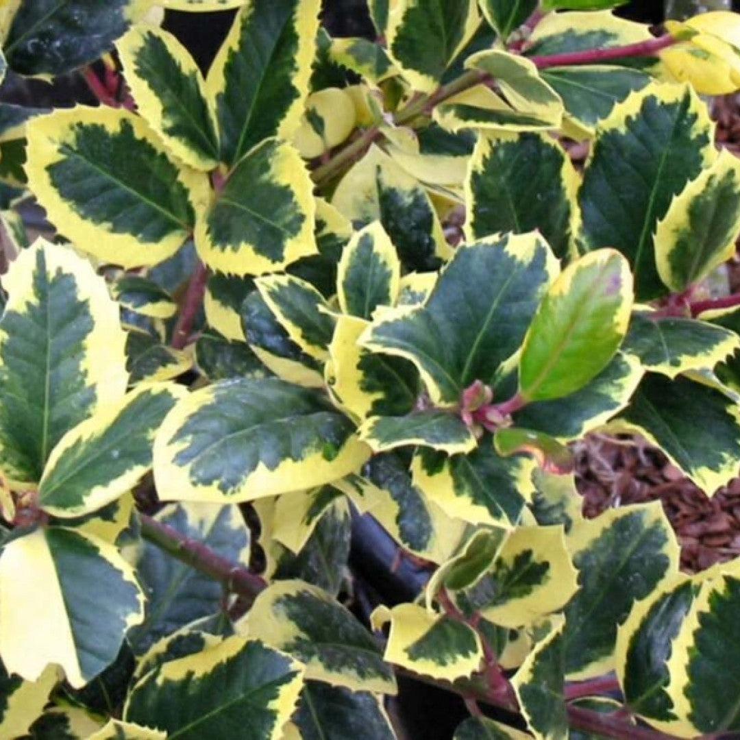 Hulst (Ilex altaclerensis) 'Golden King'