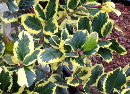 Ilex altaclerensis 'Golden King'