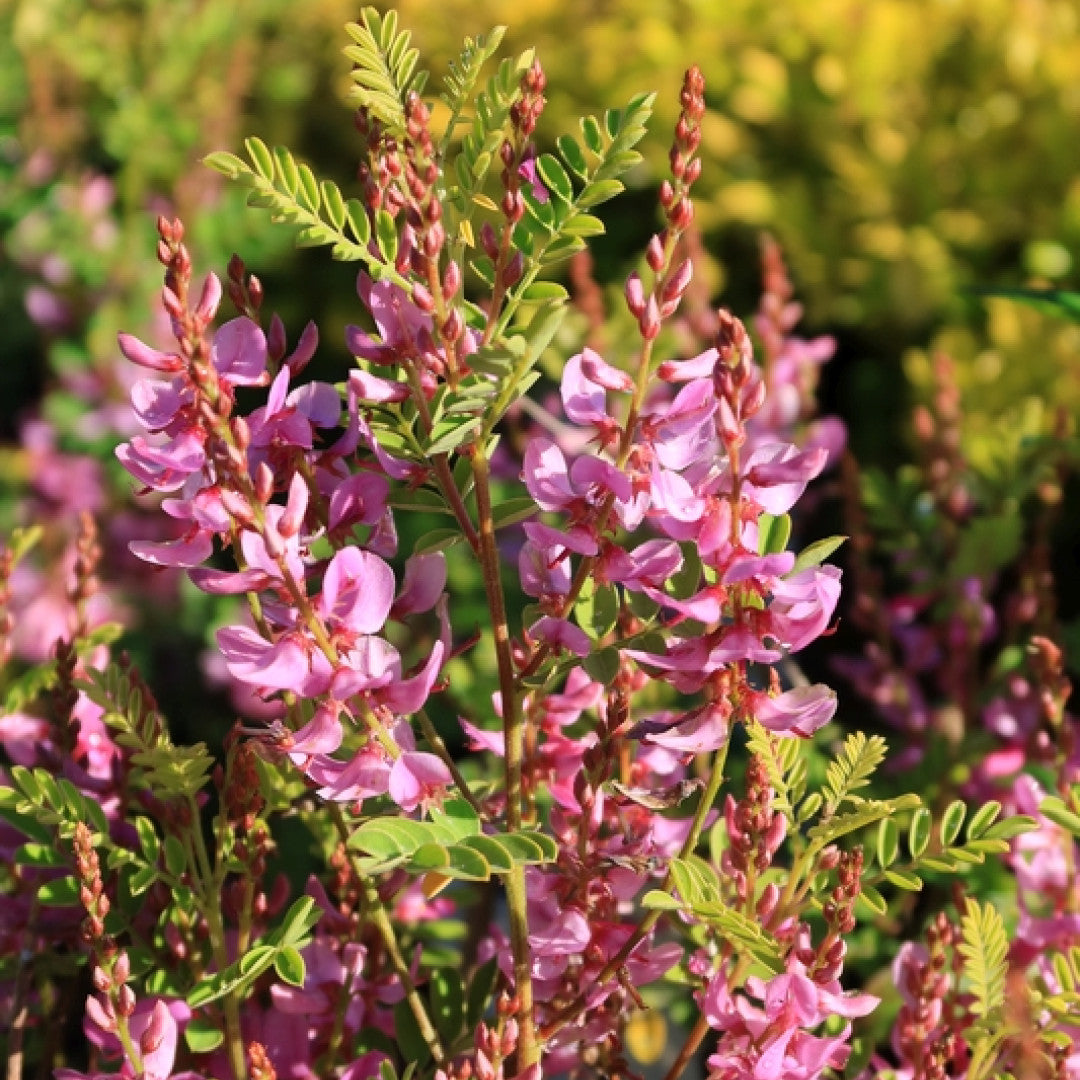 Indigofera heterantha