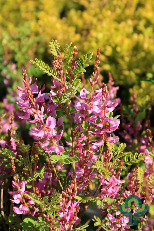 Indigofera heterantha