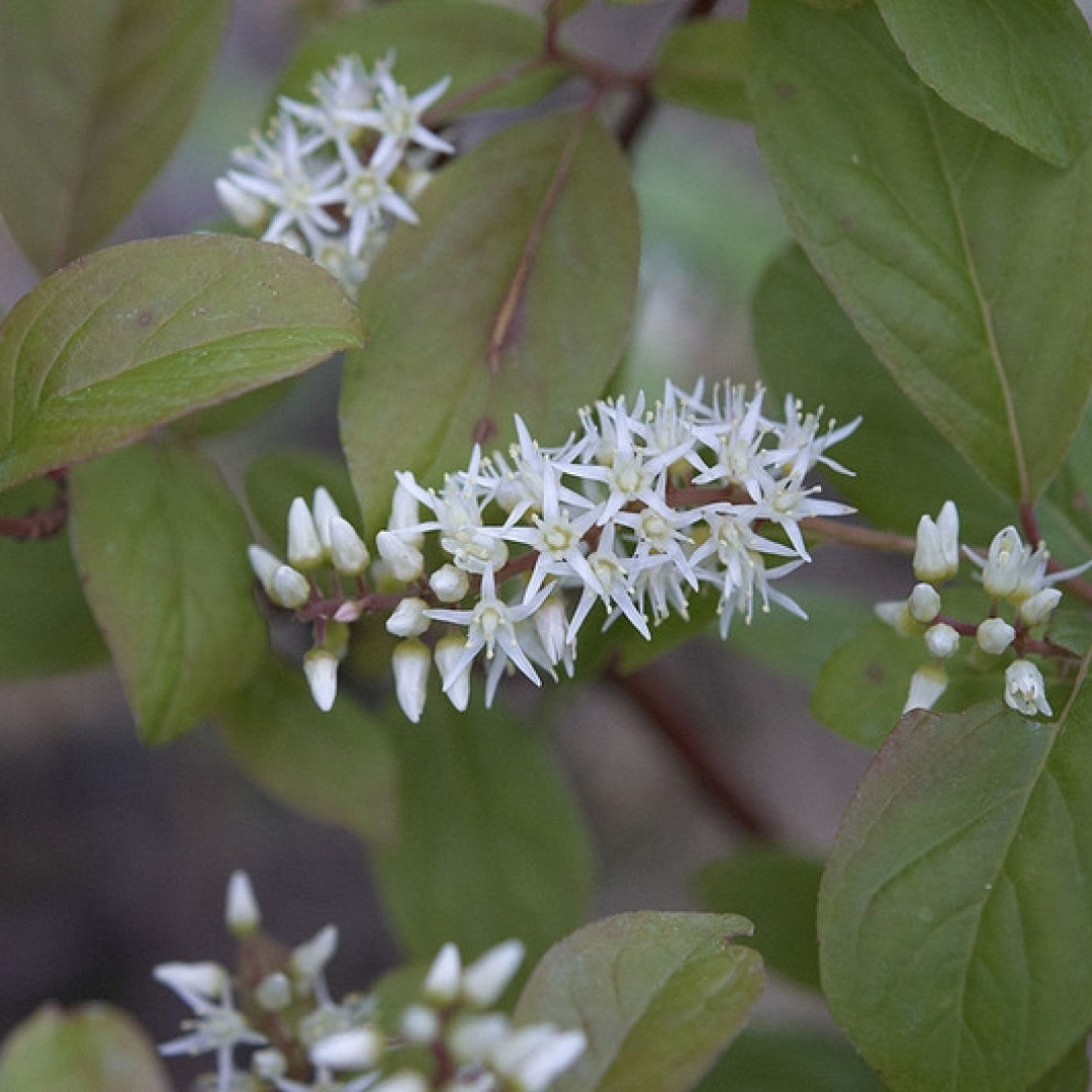 Itea virginica 'Henry's Garnet'