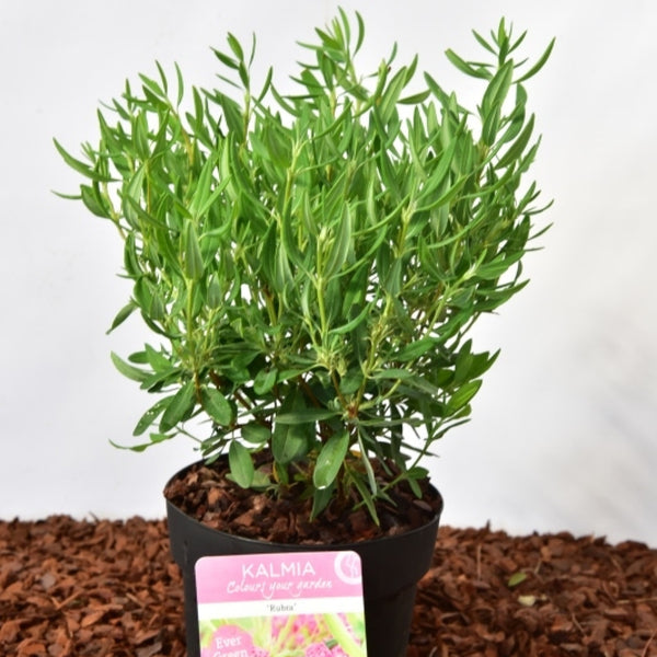 Kalmia angustifolia 'Rubra'