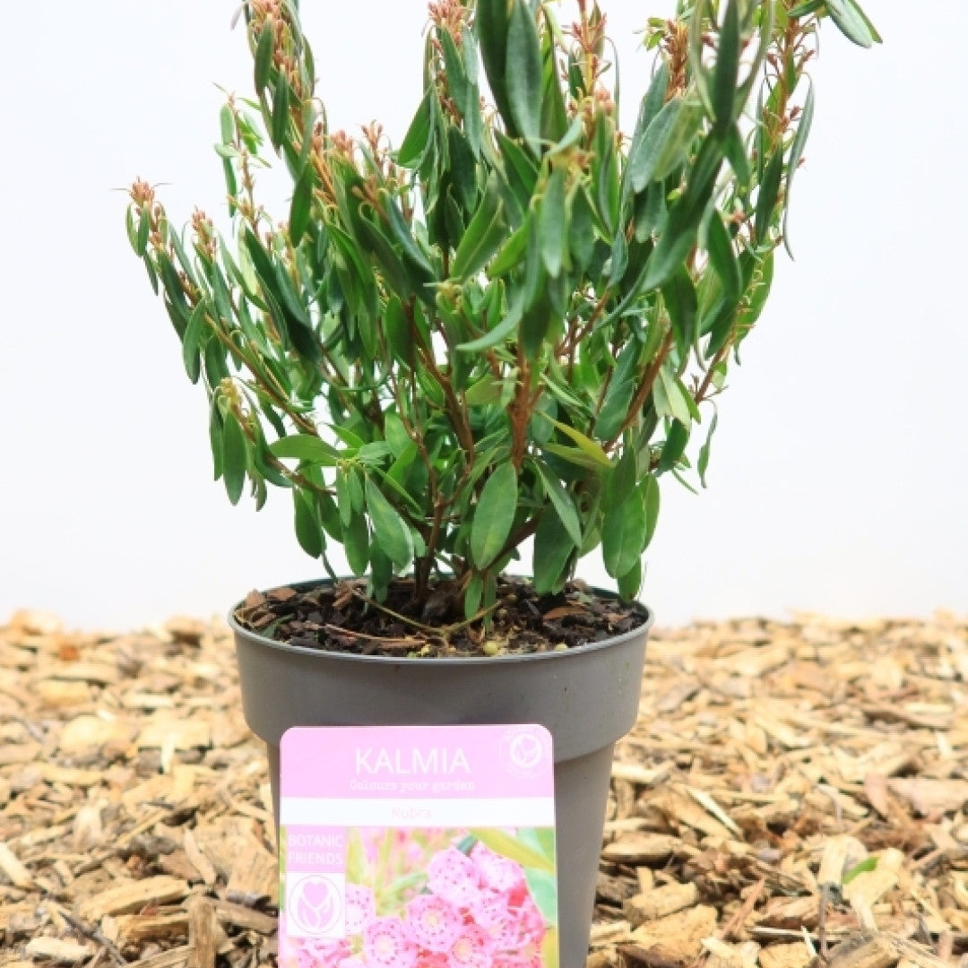 Kalmia angustifolia 'Rubra'