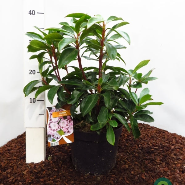 Kalmia latifolia 'Ginkona'
