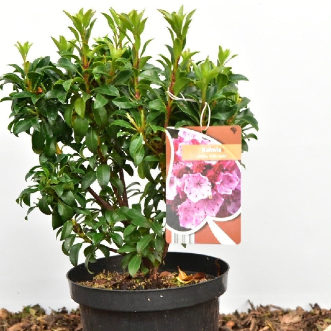 Kalmia latifolia 'Little Linda'