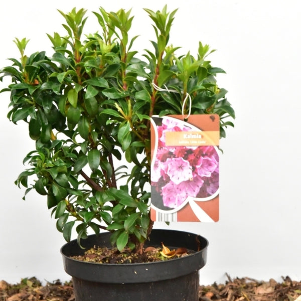 Kalmia latifolia 'Little Linda'