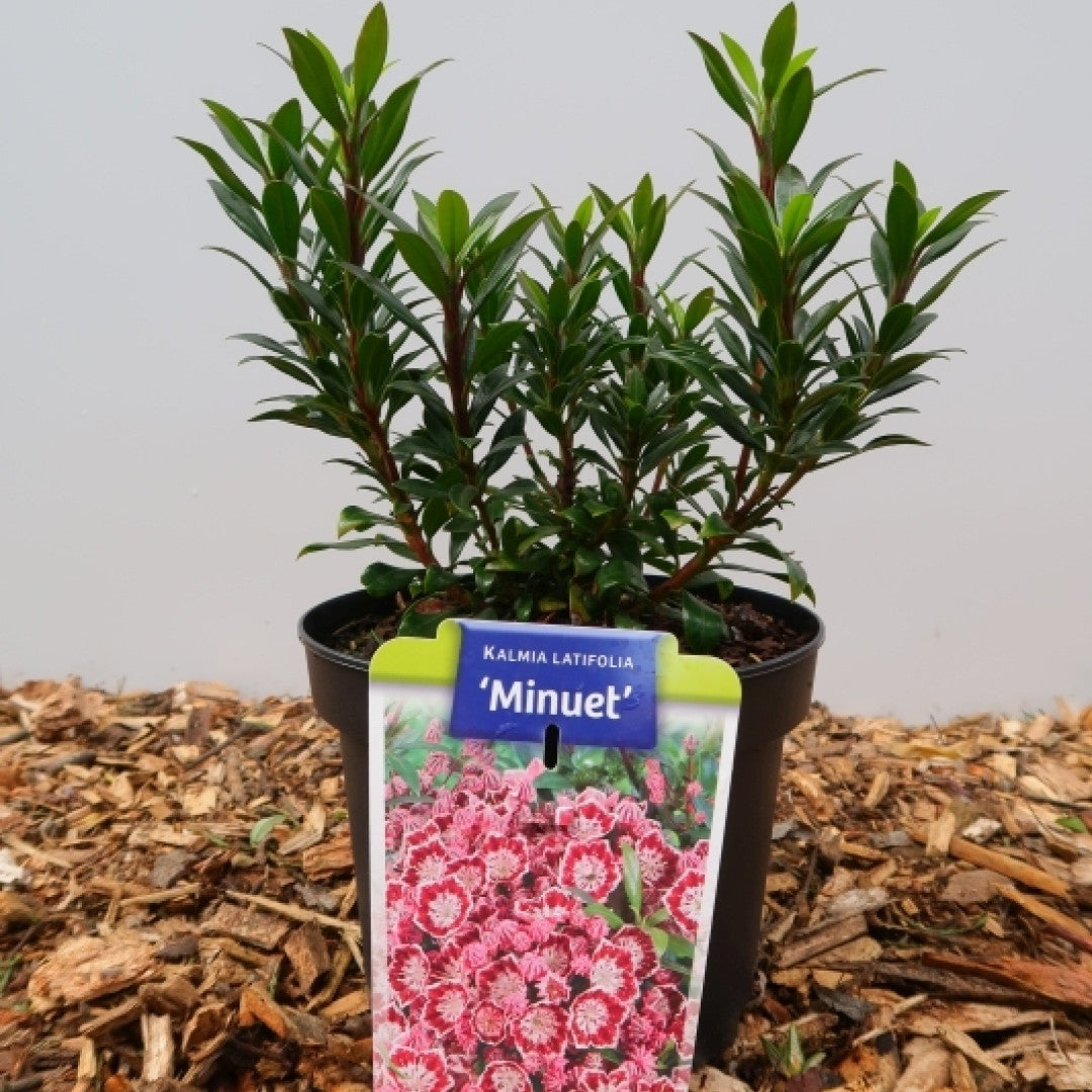 Kalmia latifolia 'Minuet'