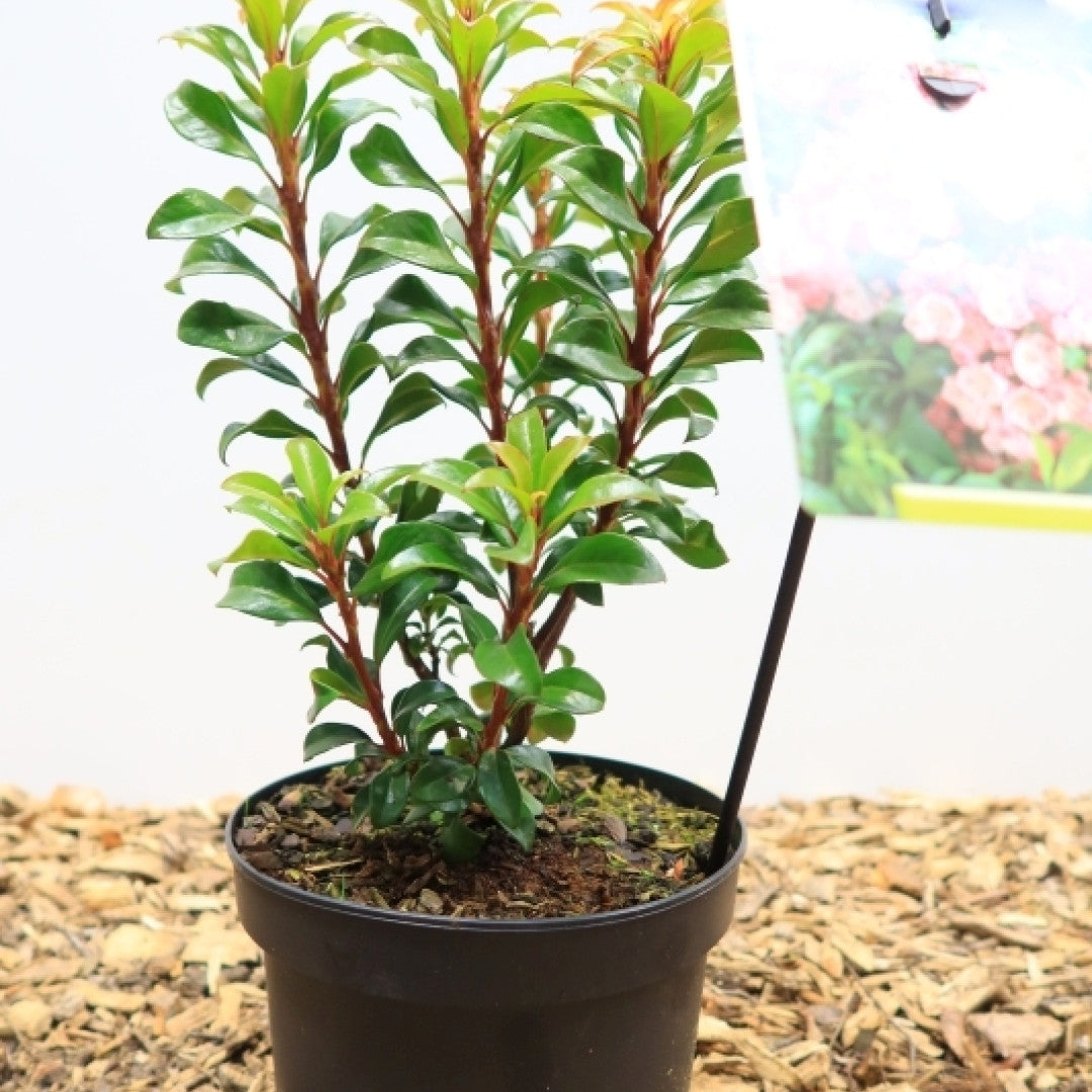Kalmia latifolia 'Little Linda'