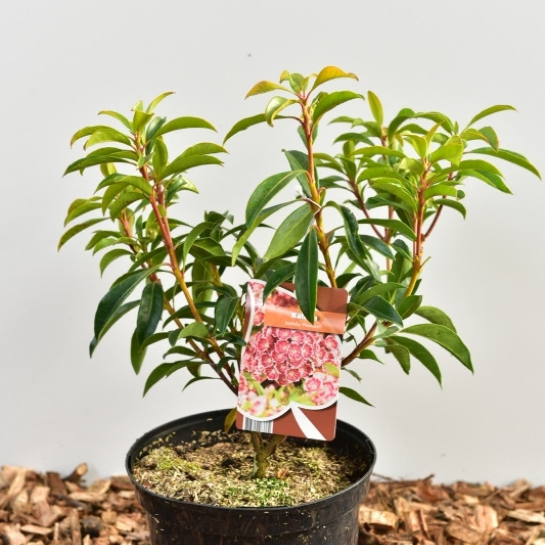 Kalmia latifolia 'Pinwheel'