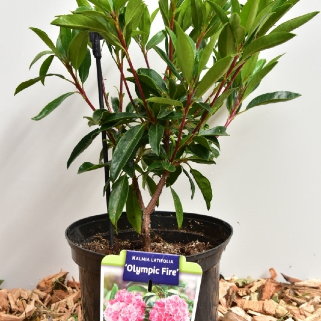 Kalmia latifolia 'Olympic Fire'