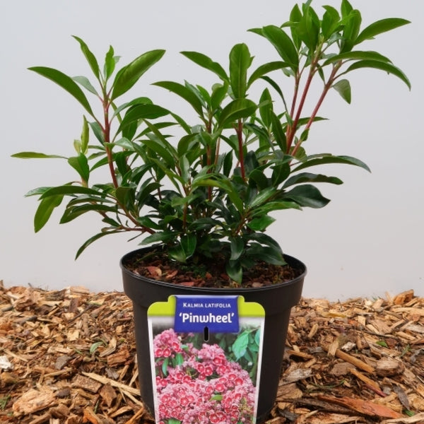 Kalmia latifolia 'Pinwheel'