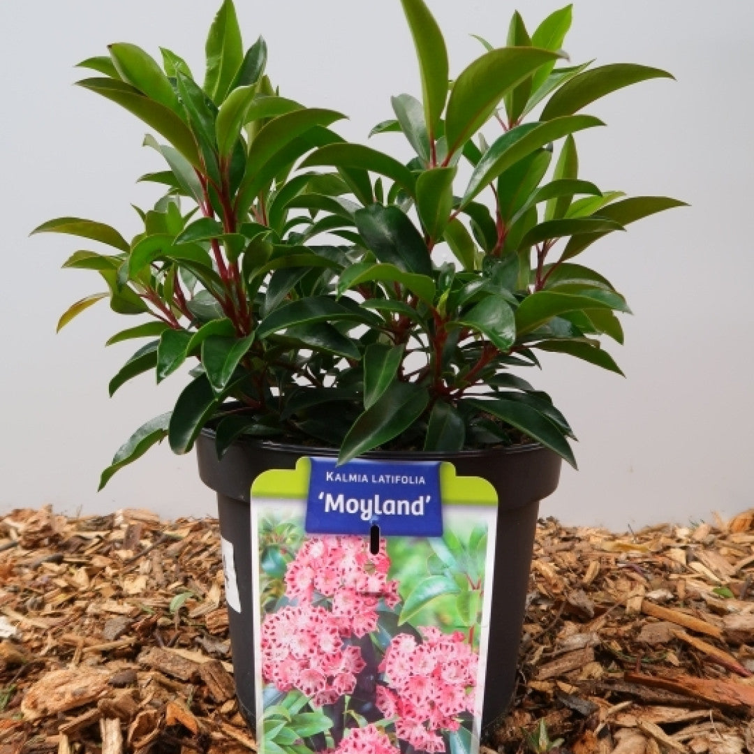 Kalmia latifolia 'Moyland'