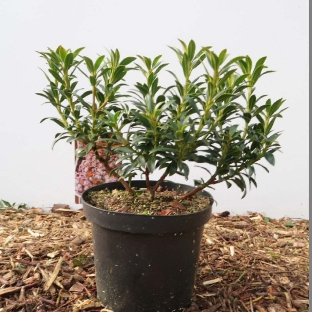 Kalmia latifolia 'Minuet'