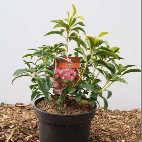 Kalmia latifolia 'Ostbo Red'