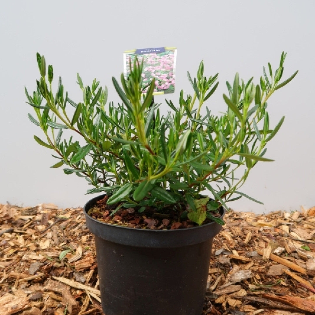 Kalmia polifolia