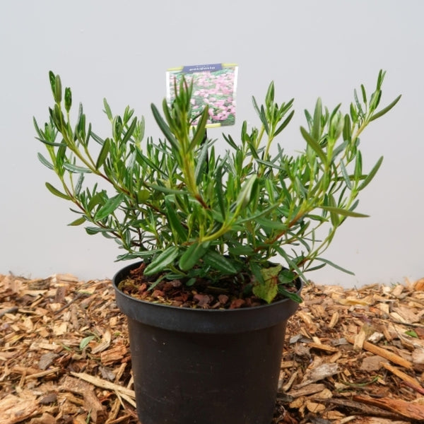 Kalmia polifolia